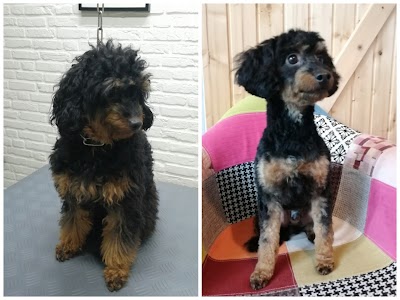 Hundefriseur Happy Fell